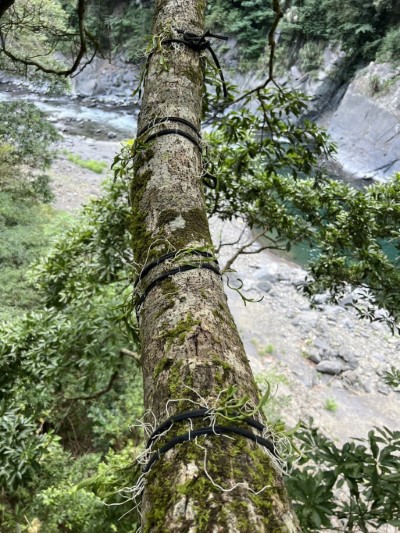 樹上的風景，氣生的櫻石斛選定好依附位置固定，即可避免受損或遭吹落。(林業保育署新竹分署 提供)